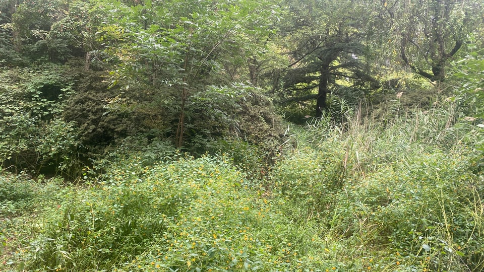 a photo of an overgrown patch of greenery. maybe there is a miniscule hummingbird hiding somewhere?