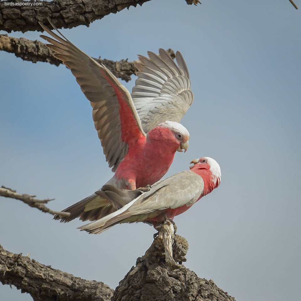 A photo of two galah parrots standing on a treet. Both have grey-white wings and heads with a bright salmon coloring on the underside of their wings and on their chest and the sides of their heads. One galah has its wings raised and the other has its wings folded and is turned sideways to look at the other. The background is a dim blue sky