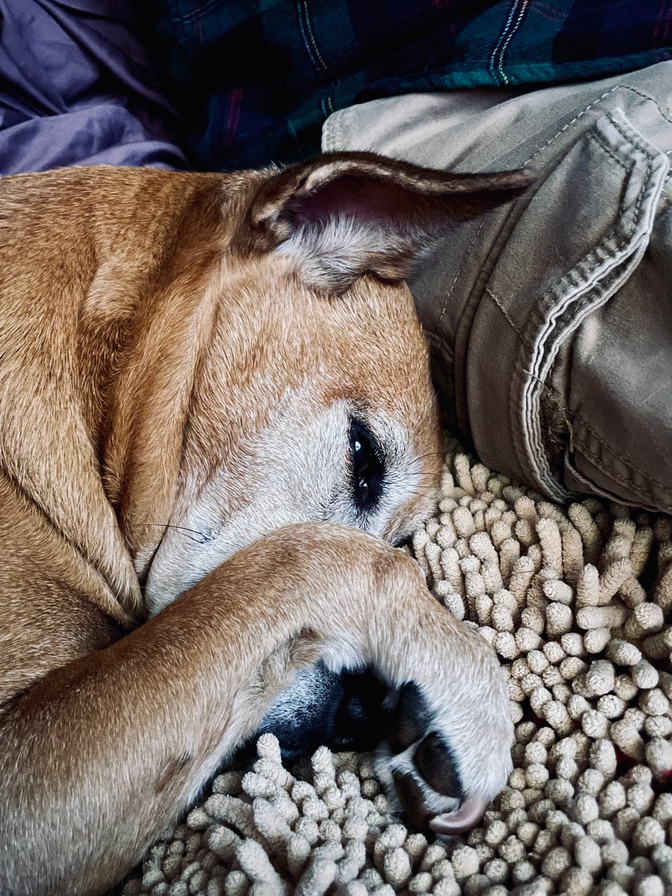 Kizu, a short-haired fawn-colored dog with a white-flecked muzzle, one pointed ear and one half-flopped ear and dark brown eyes is laying down with eyes partly closed, one paw curled over the muzzle.