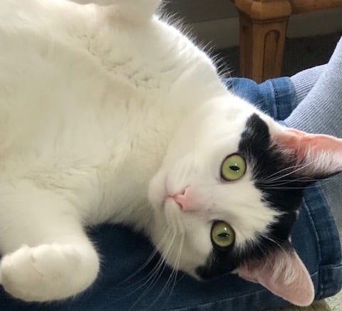 A mostly white cat with green eyes looks directly into the camera while laying on someone's legs.