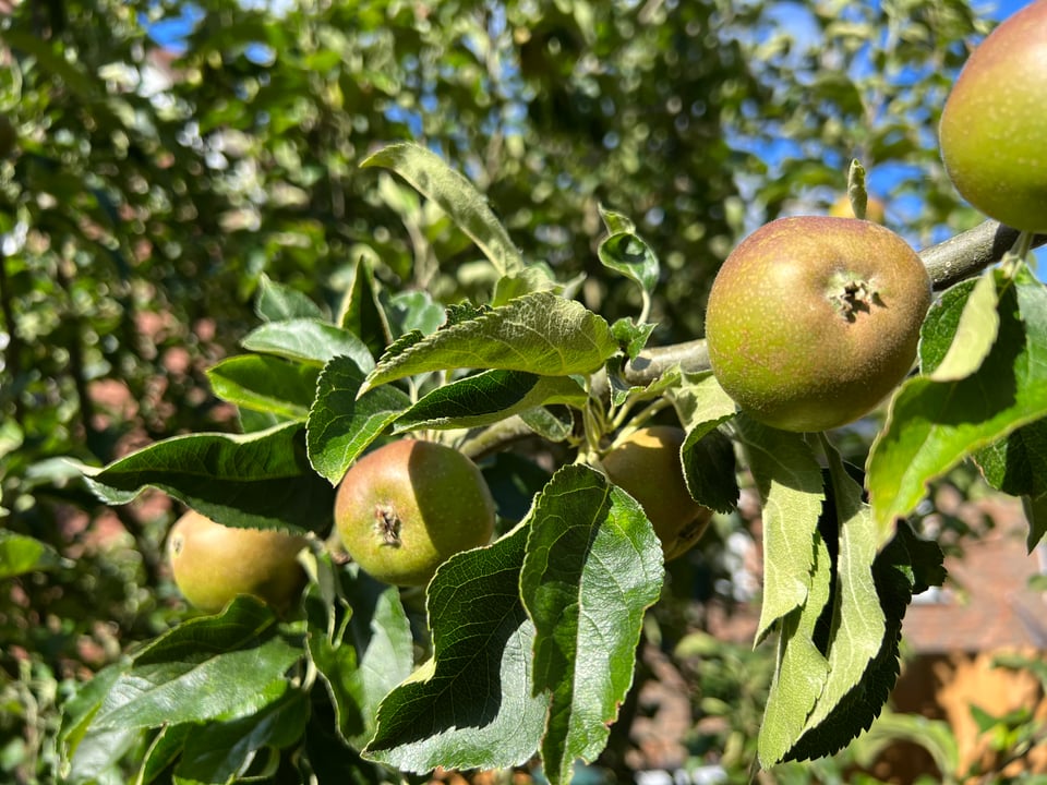 Egremont Russet Apples in a garden in Lindfield, West Sussex