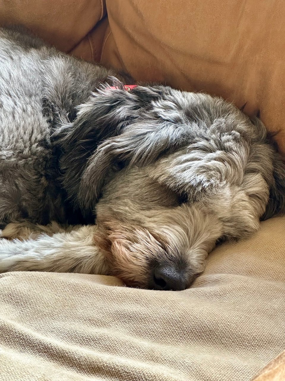 photo of gray aussiedoodle 's face. She's asleep on a light brown leather sofa.
