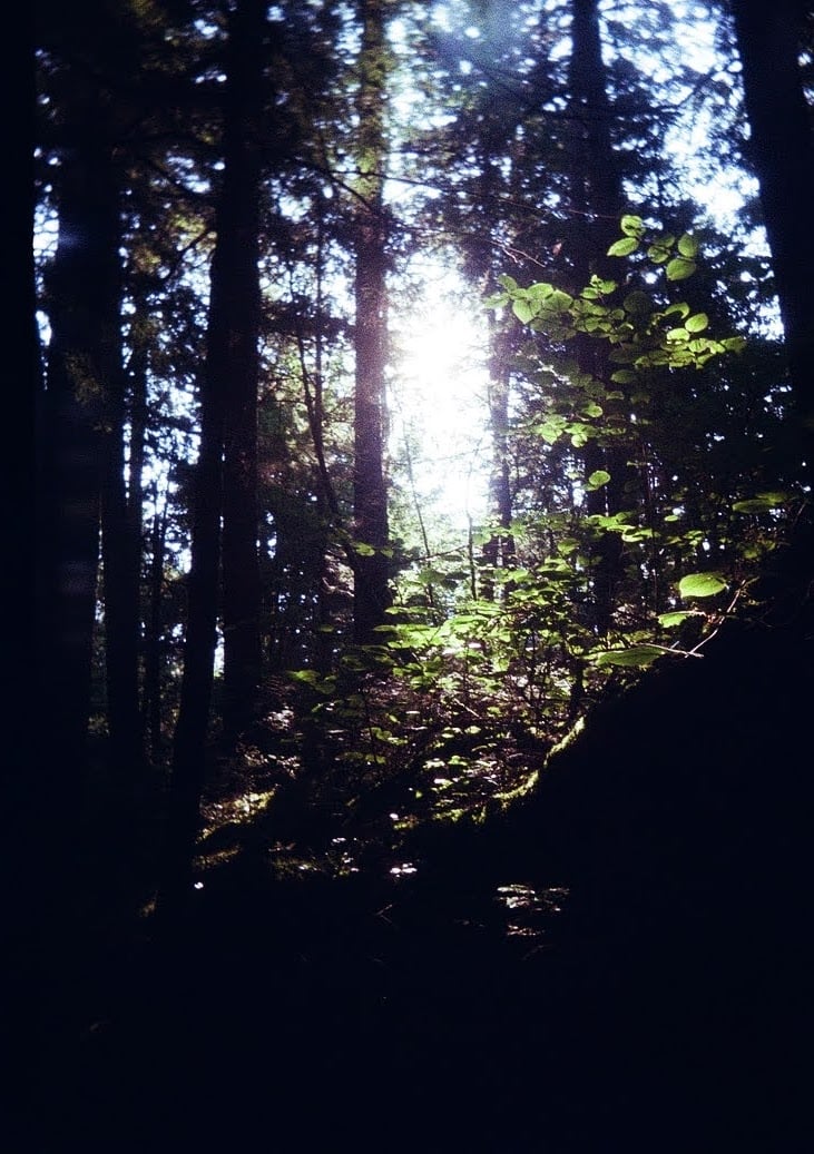 Forager, field note #1