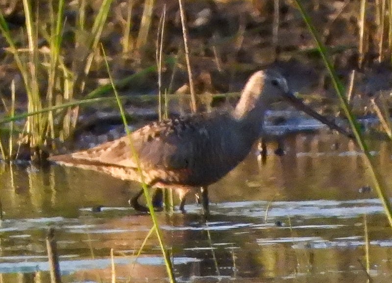 What is a Hudsonian Godwit doing here?