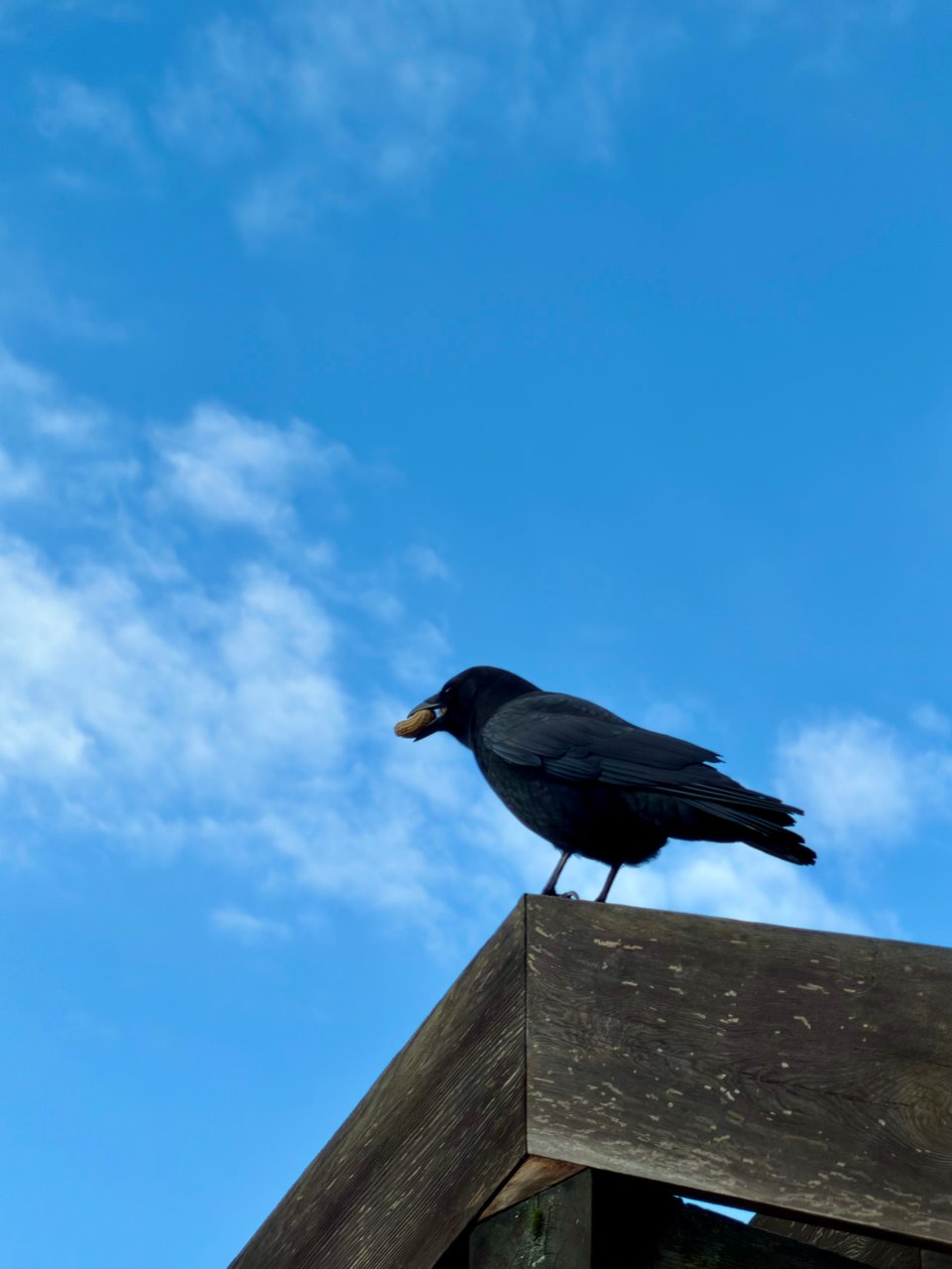 Crow on the edge of a building with a peanut in its beak, blue sky background.