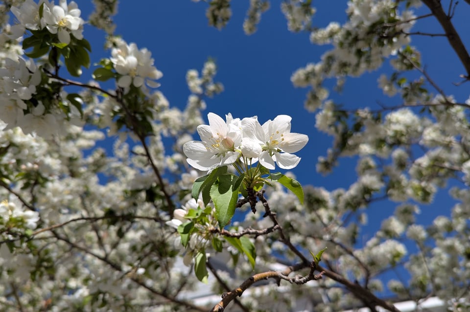 Apple blossoms