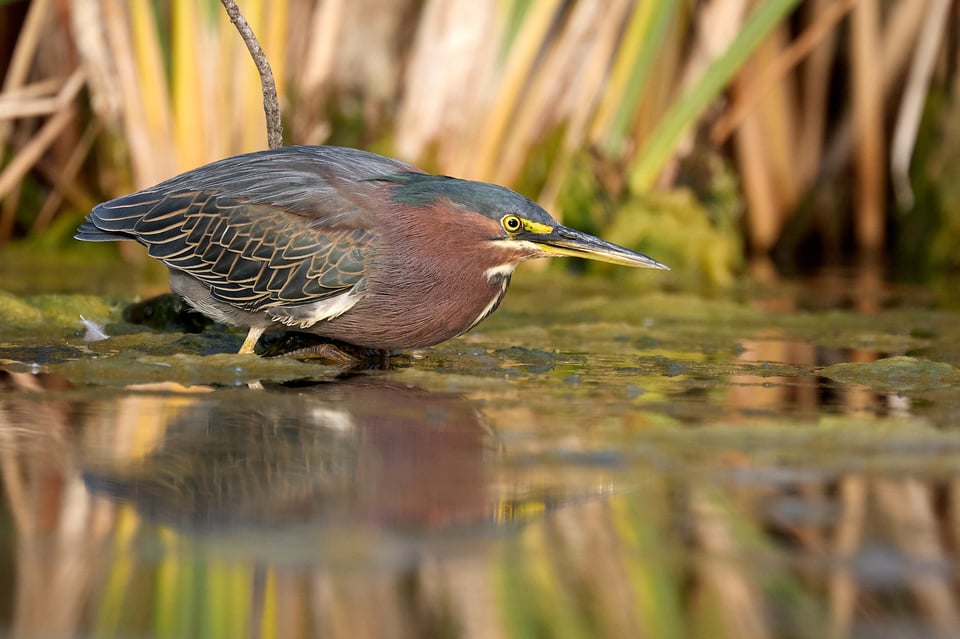 A heron, poised just above the water surface