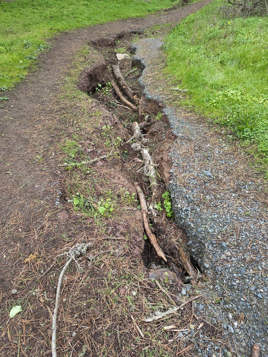 A trench has eroded in a dirt path and is filled with branches
