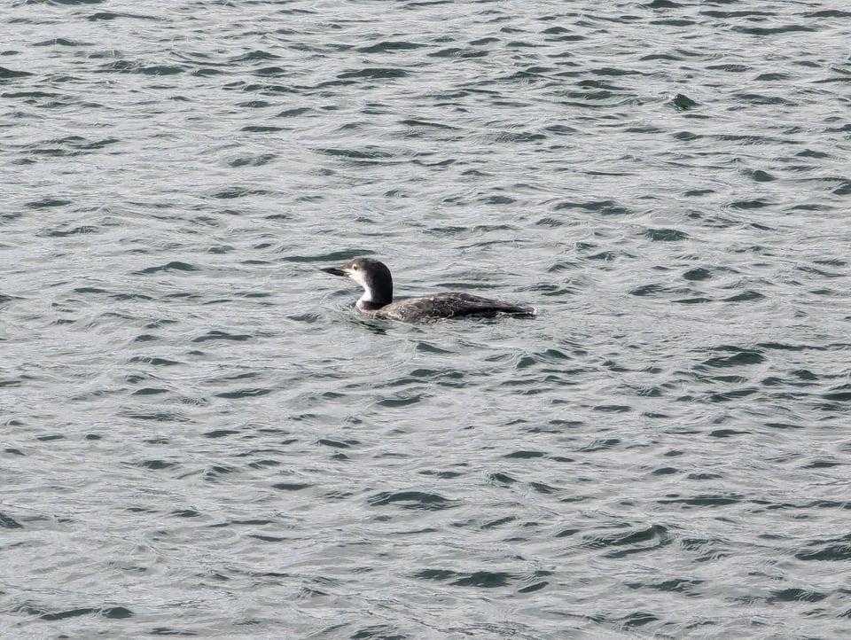A water bird with a white neck bobs in the water