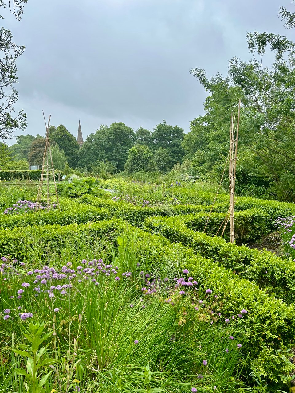 A vegetable garden in Glasgow's Botanic Garden, showing lots of flowering herbs and bamboo cane supports and lots of huge trees in the distance. Image by Rowan Ambrose.