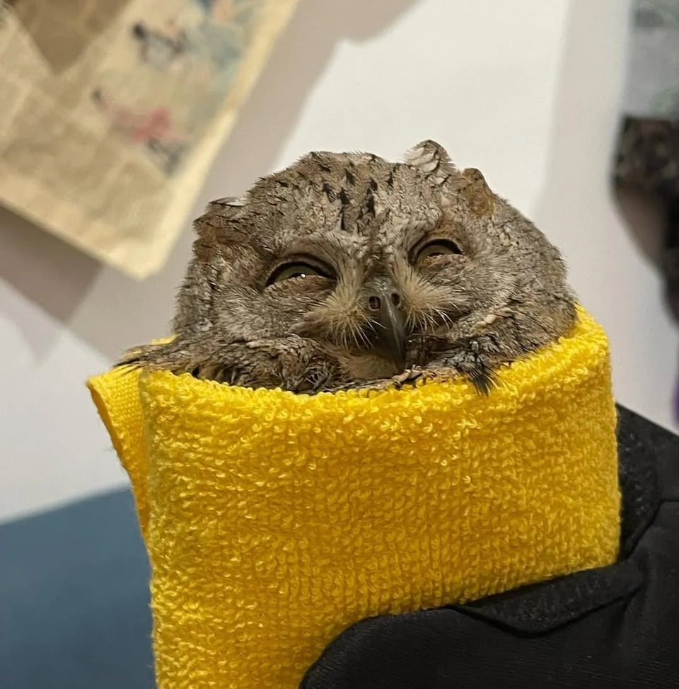 A brown small owl wrapped in a yellow towel. The owl looks very happy.
