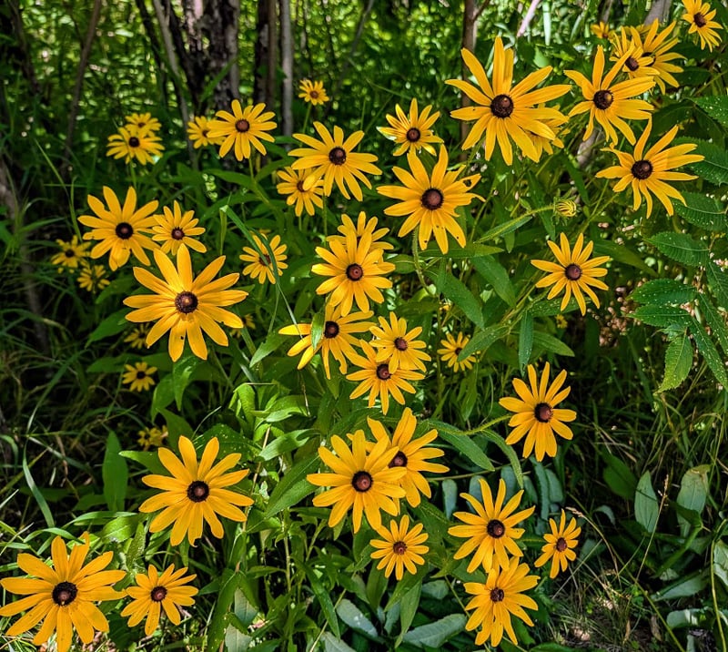 Black-eyed susans (Rudbeckia hirta) brighten every July. / Photo by Jake Gaster
