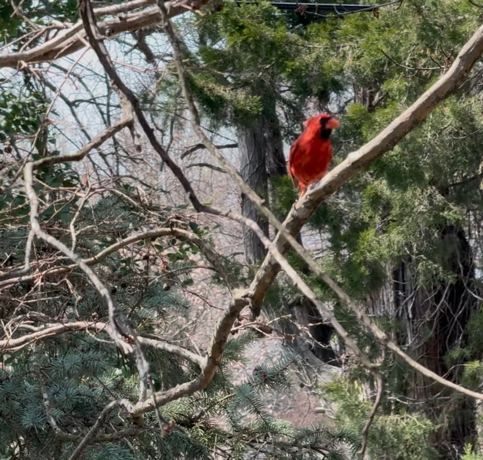 A bright red cardinal in the branches of a tree in a forested area.