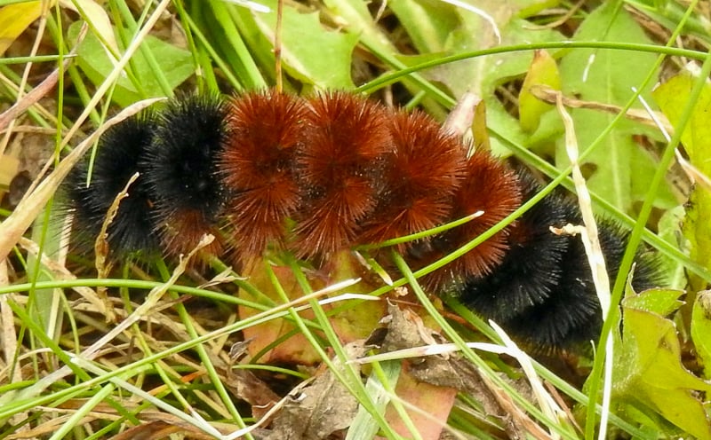 This winter, many of us have been spotting woolly bear caterpillars (Pyrrharctia Isabelle) in the snow, of all places. Turns out these fuzzy little fellas are just fine there; a chemical called glycerol serves as their natural antifreeze. In fact, their main problem may be warmups. According to the DNR, freeze-thaw cycles “make it harder for woolly bear caterpillars to survive the winter. As climate change makes periodic thaws more frequent, woolly bears may be less likely to survive long enough to make more woolly bears.” Ouch! The coolest thing about woolly bears is this — they’re the larval form of the Isabella tiger moth. / Photo by Steve Dietz