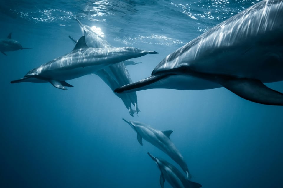 A pod of dolphins underwater