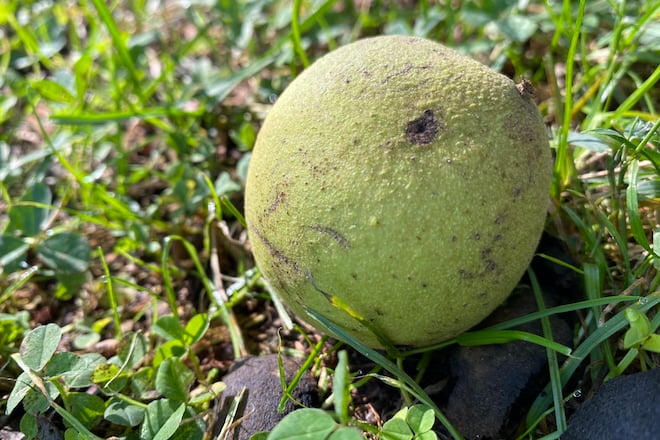 A green Eastern Black Walnut