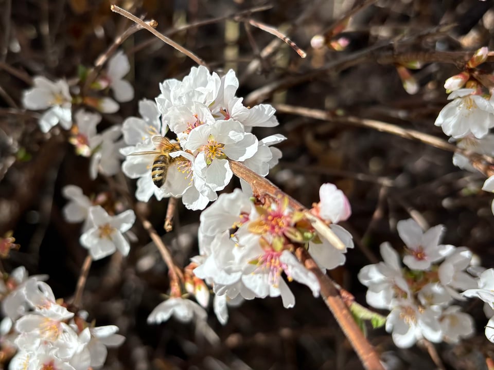 a happy little bee in a happy little flowering tree