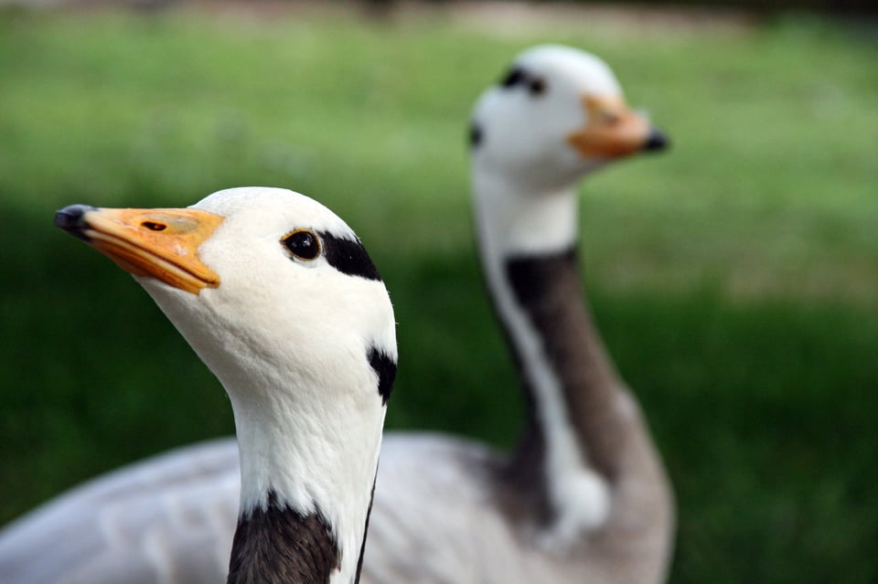 Take a Gander at the Archives