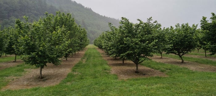 Rows of hazel bushes separated by strips of mown grass recede into the distance and a misty, tree-covered slope. Each hazel bush has a single main trunk.