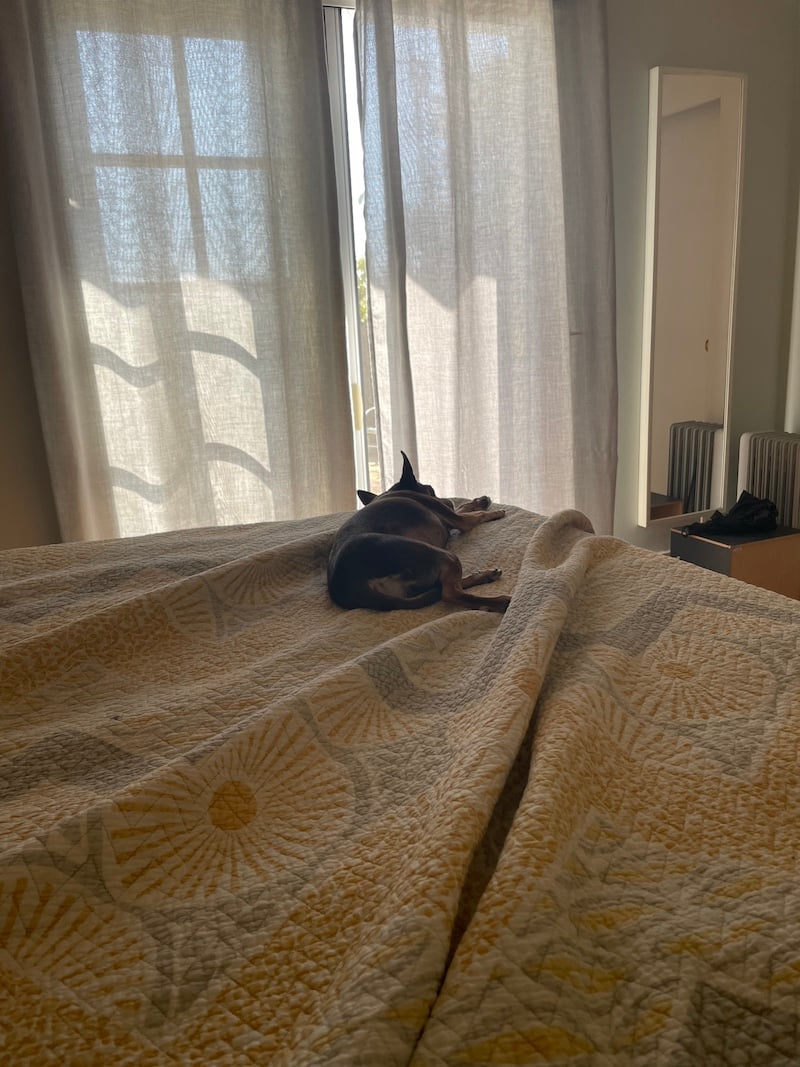 a dog lies on a bed in front of French doors