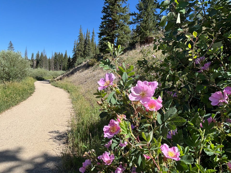 prairie rose on the side of the trail