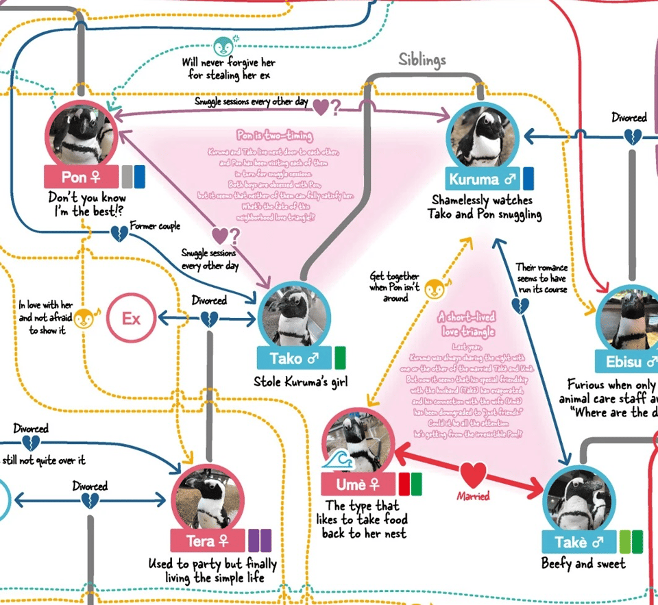 A closeup of the chart showing Small round images of 7 Penguins with lines connecting them and describing their relationships. For example, there is a Penguin called "Ume" Who's described as “the type that Likes to take food back to her nest closed quotes and there is a multi directional arrow connecting her the arrow is labeled “married” with a heart, and it points to another Penguin named "Take", Who is described as "beefy and sweet." there is a blue arrow connecting Tako to another Penguin called  "Kurama", and the arrow has a broken blue heart and the text reading "their romance seems to have run its course”.