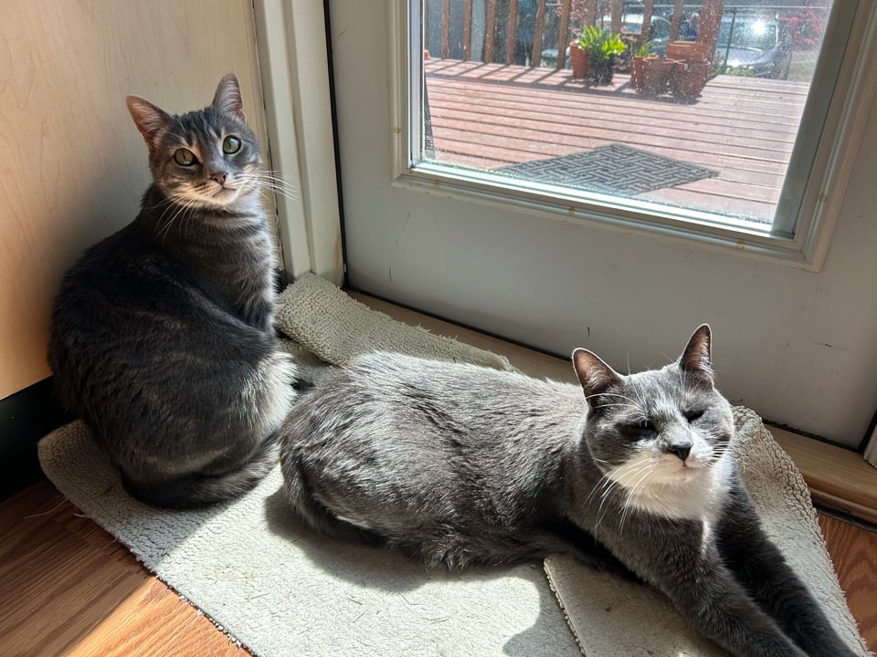 Two cats lounging in the sun in front of a glass door