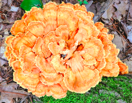Chicken of the woods resembles coral. Because it’s so bright, it’s a great starting wild mushroom for kids learning to ID them.