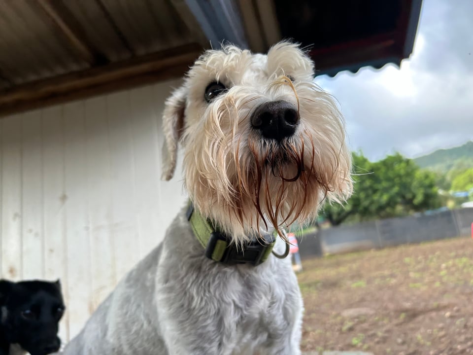 A white schnauzer poses, snoot first, for the camera, hoping for pats. Where are the pats? Why am I so neglected?