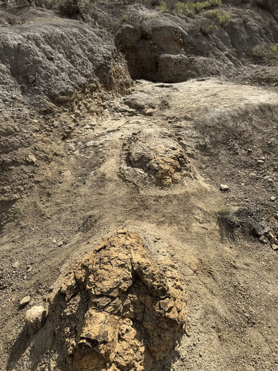 Photo of several poorly-preserved T. rex tracks in a rock layer