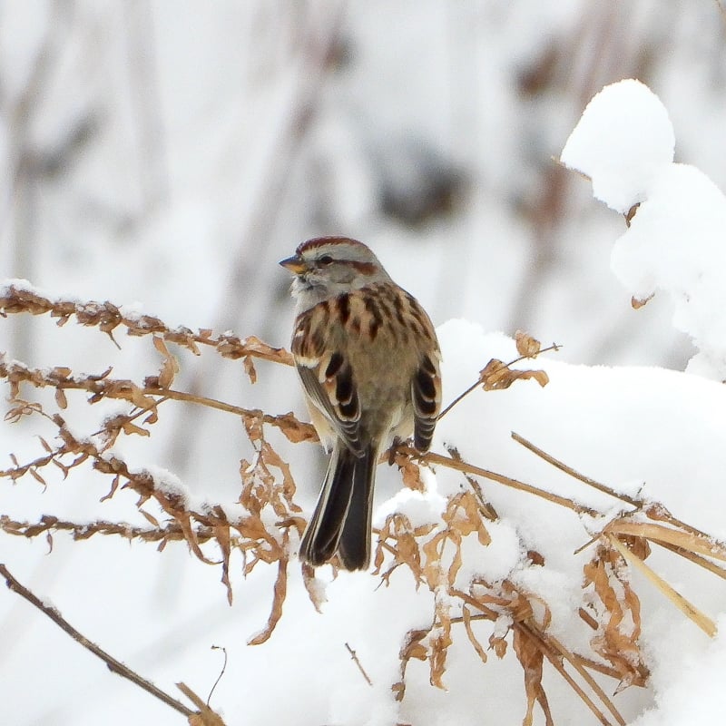 Note the bicolored bill (gold on bottom, gray on top) typical of American Tree Sparrows. / Photo by Steve Dietz