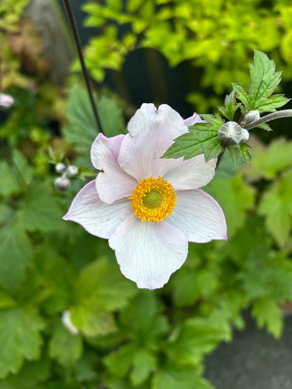 A pale pink Japanese anemone surrounded by buds and bright green foliage. Image by Rowan Ambrose