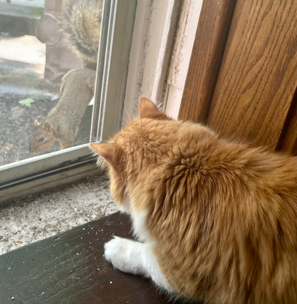 A fluffy orange cat trying to pounce (through a window screen) at an unbothered squirrel