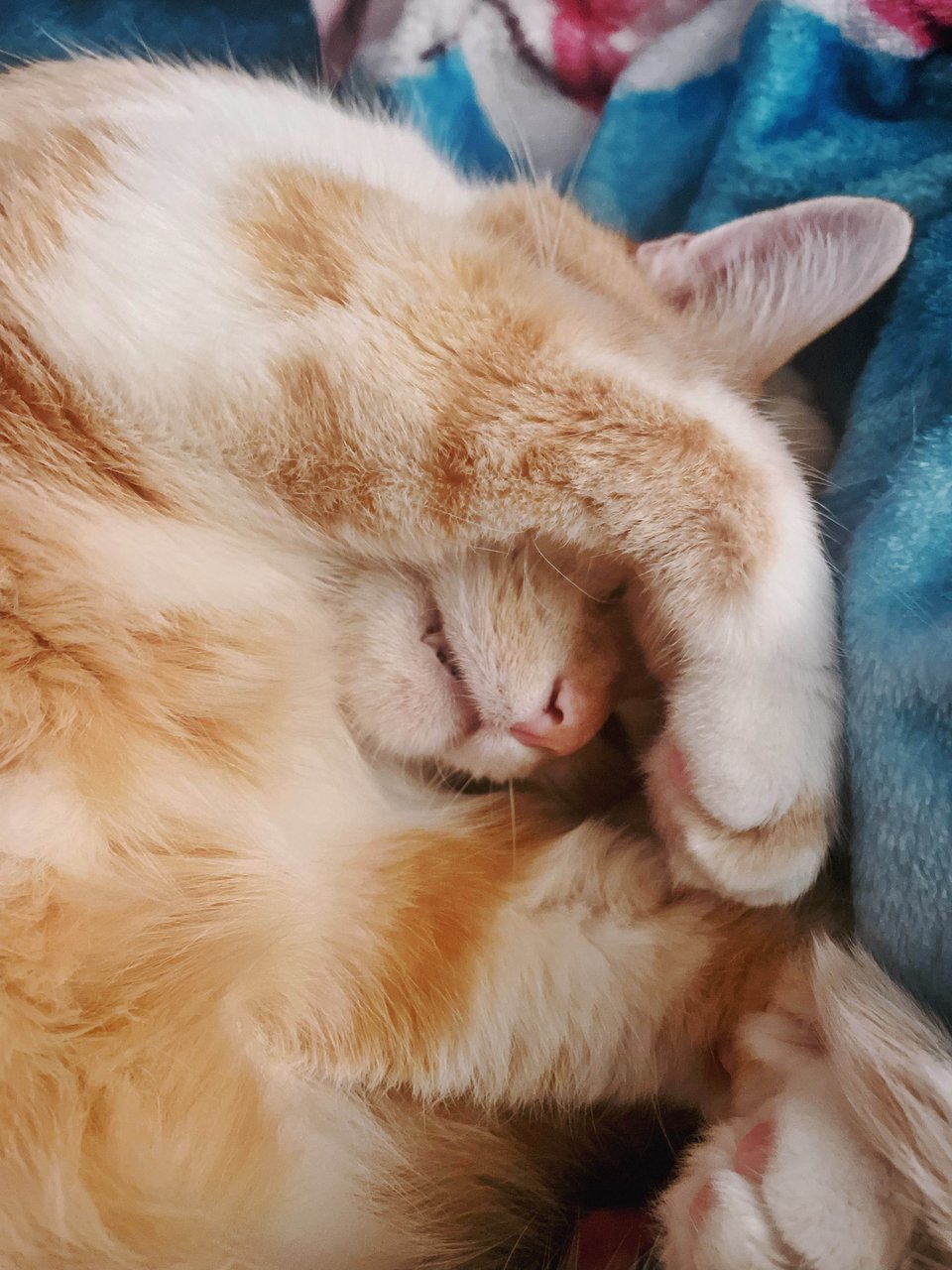 A close-up photo of an orange and white tabby cat curled up, asleep, with his front leg over his face and his snout exposed. One tooth can be seen poking out.