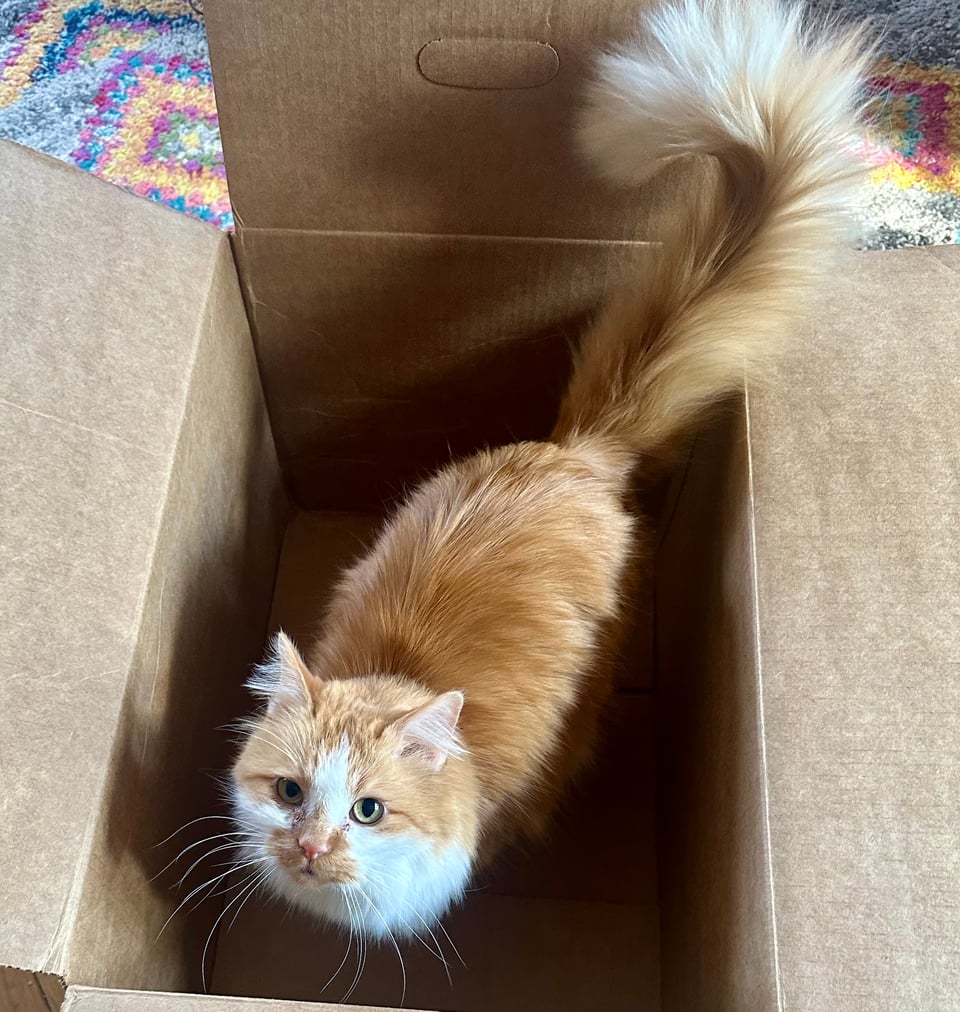 a fluffy orange and white kitty staring defiantly at the camera from an empty cardboard box.