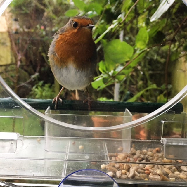A red/orange breasted robin is sitting on a clear perspex window feeder looking straight at the camera. Behind them are tendrils of honeysuckle and a small, urban garden. Image by Rowan Ambrose.