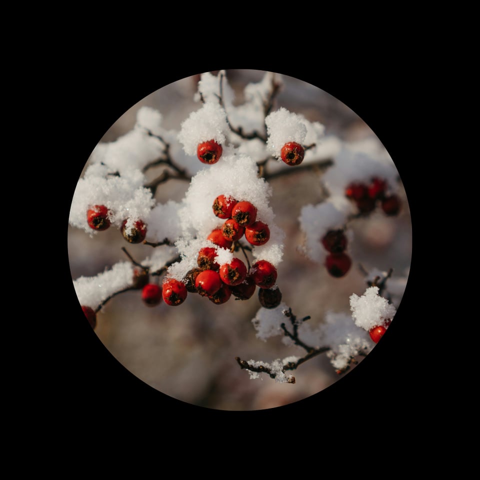 Rowan berries covered in snow.