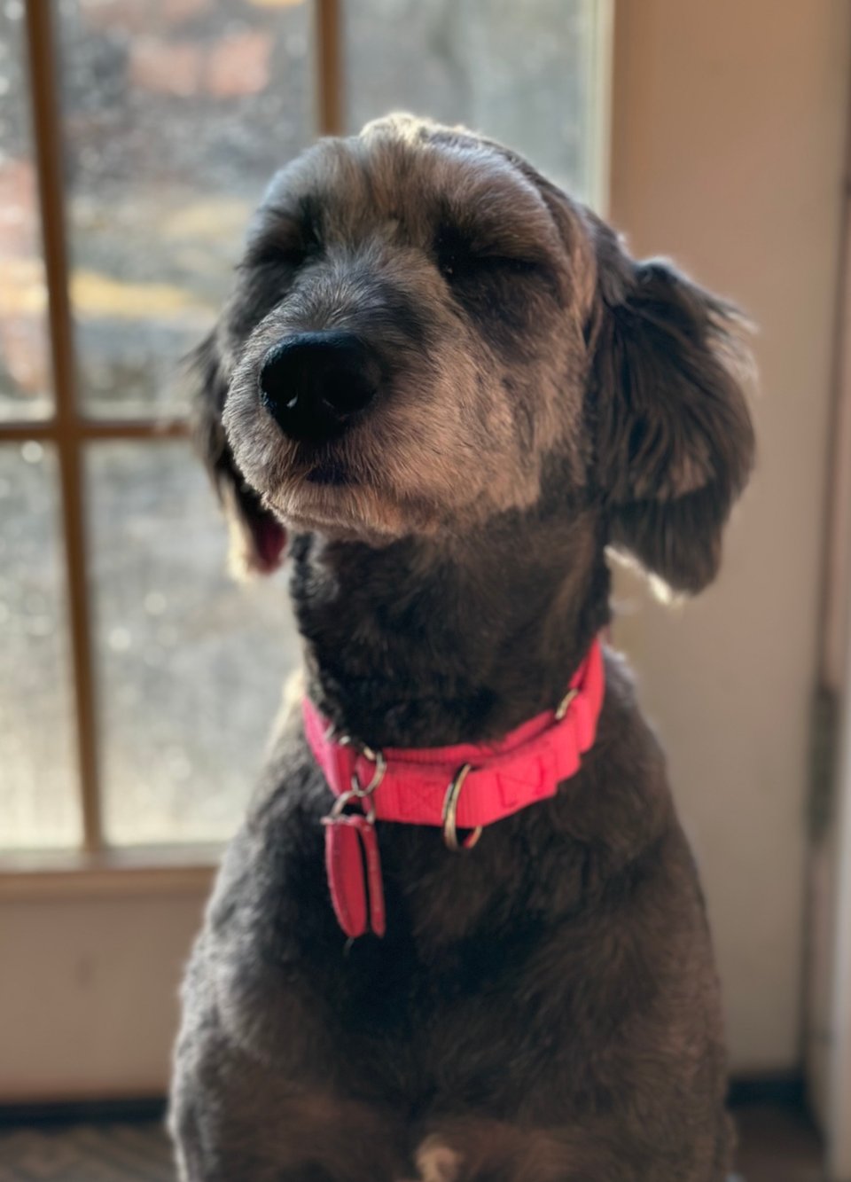 Photo of gray aussiedoodle sitting in front of a door, scrunching her eyes