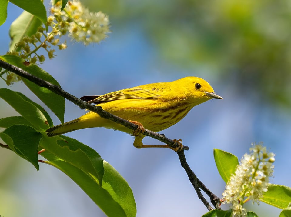 A bright yellow bird with fine reddish streaks on its chest perches on a slender branch among green leaves and white blossoms. The background is softly blurred in shades of blue and green, giving a sense of a sunny spring or summer day.
