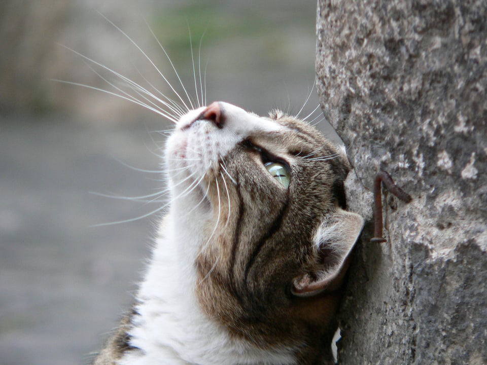 A cat looking up. Image from Pexels.