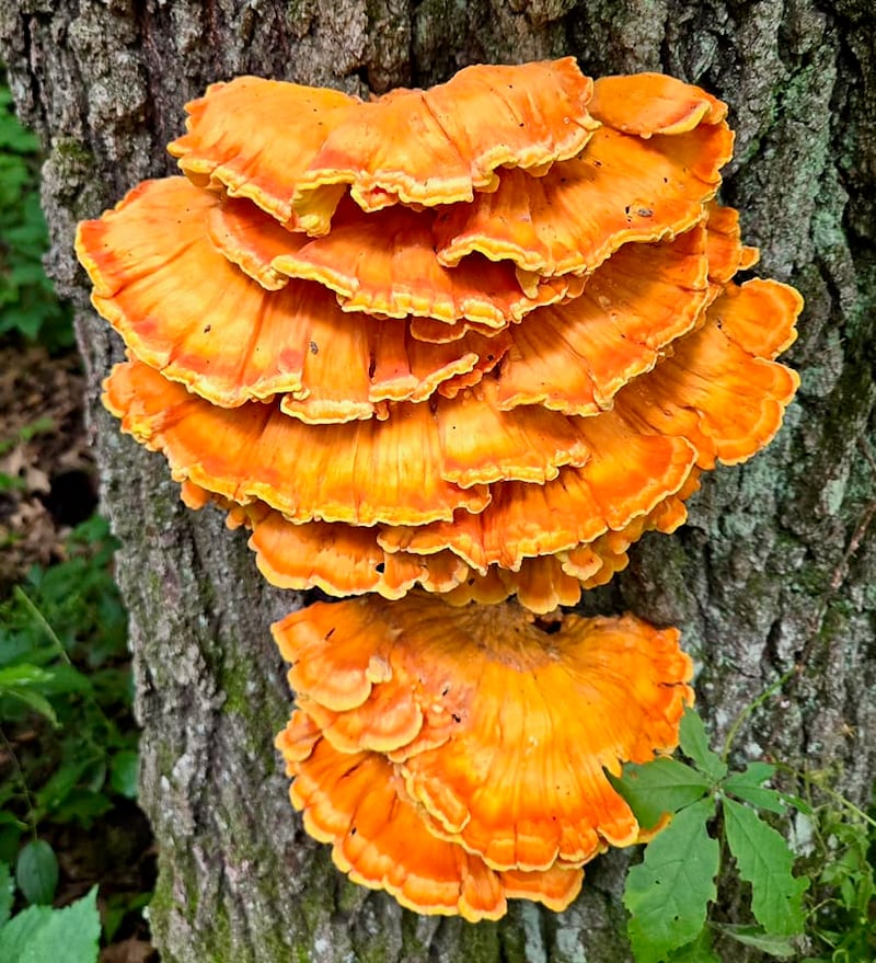 Bright and as beautifully designed as flowers or coral, chicken of the woods (Laetiporus sulphureus or cincinnatus) fungi are hard to miss. They grow on dying trees and downed logs. If you want to saute and eat them (and we recommend that—they DO taste like chicken!), you’ll want to harvest them in the day or three in which they’ve appeared and are rapidly growing exponentially bigger; after that, they’re tough and buggy. Watch for them in our park’s tangled, darker, damper woods. / Photo by Pamela Miller