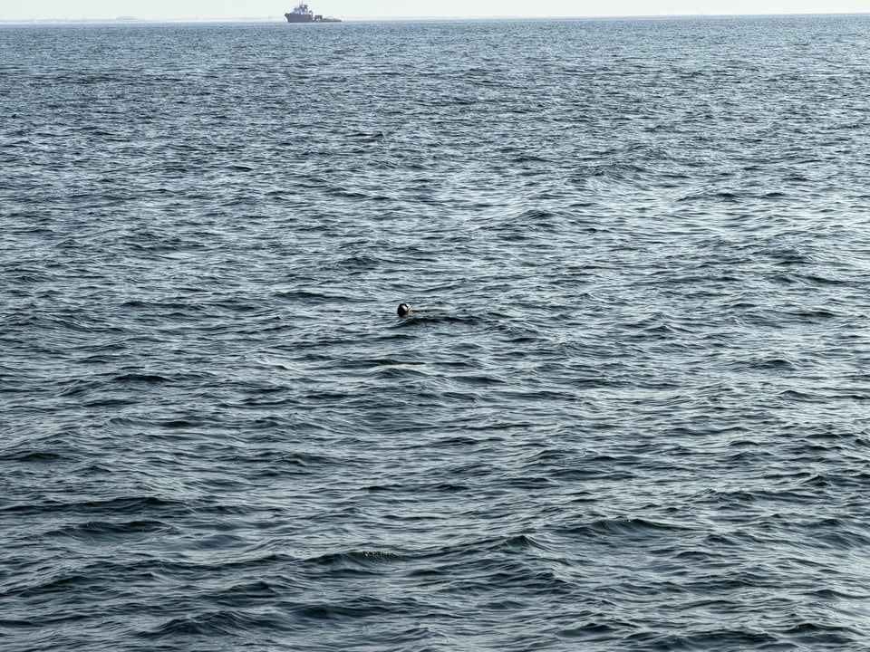 a distant photo of a seal poking his head out of the waves