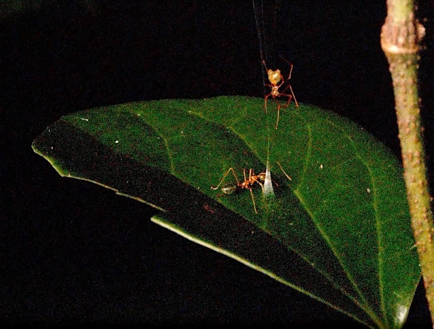 A close up photo of a large green leaf, with a vertical branch to the far right. A brown spindly spider is hanging from a web just above the leaf, with a pyramid shaped web attached to the leaf below. A brown ant is apparently stuck to the base of the pyramid shaped web.