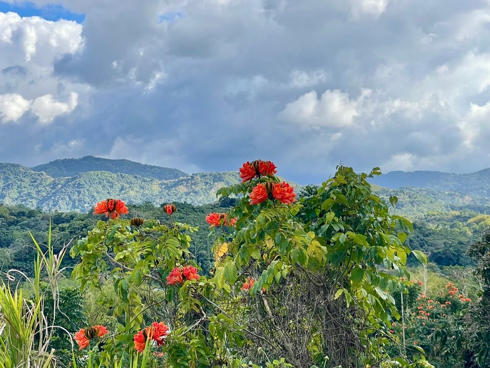 Photo of mountain landscape in Puerto Rico with African Tulip trees blooming in the foreground