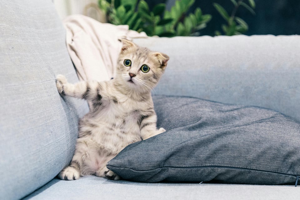 Cute tabby kitten on a sofa. Image from Pexels.