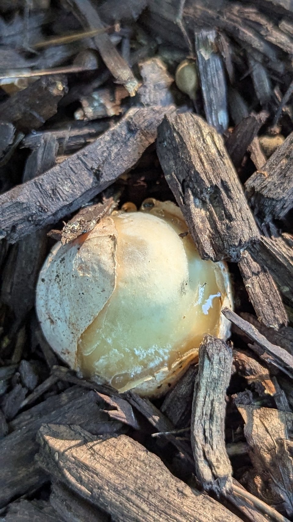 An emerging white mushroom cap from leaf litter and twigs.