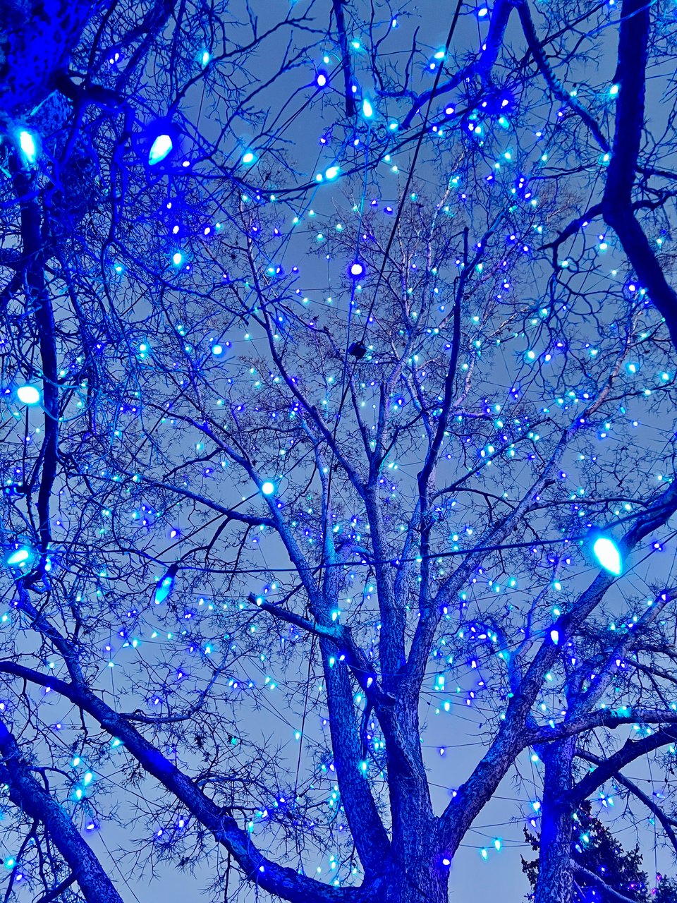 A tree with blue holiday lights seen from below