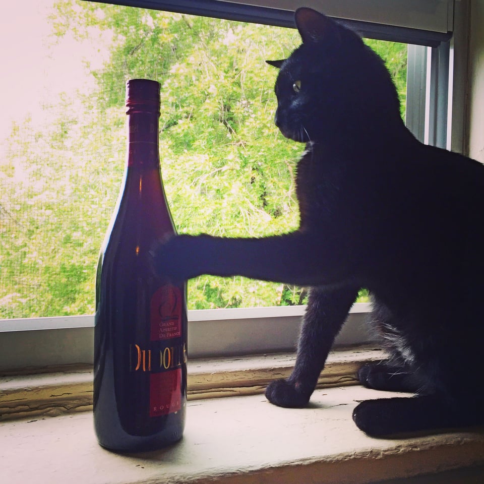 adorable black cat reaching for Dubonnet bottle on window sill 