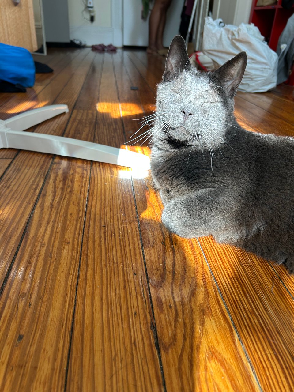 Morty, a gray cat, looks content with his eyes shut while a sunbeam illuminates his face.
