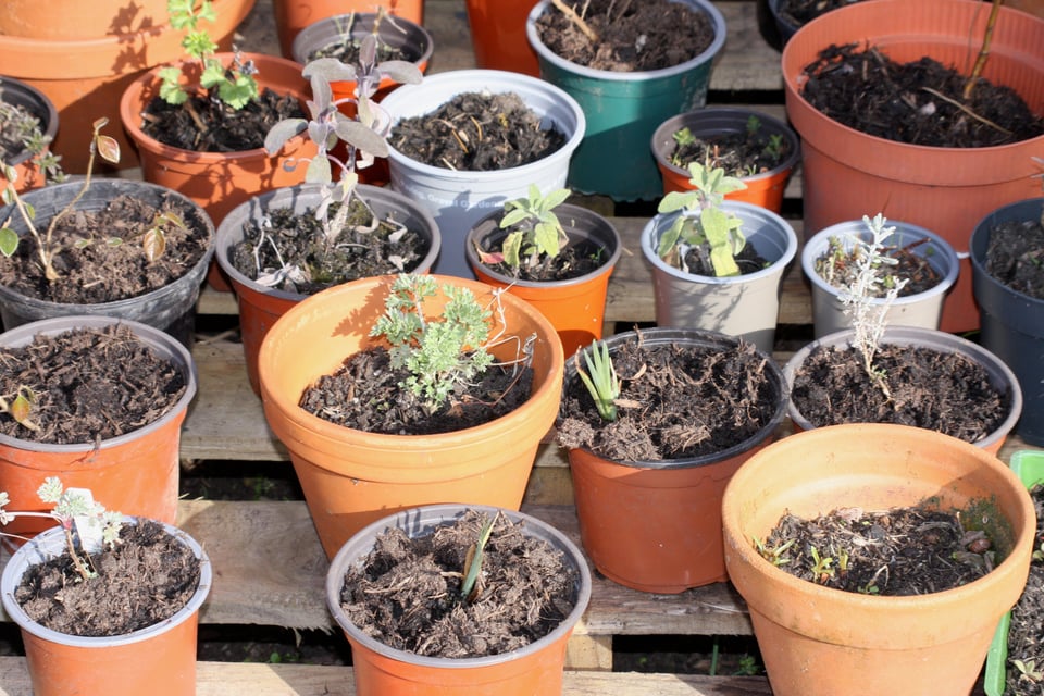 a display of pots of herbs, mugwort, sage (green and purple) santolina, wormwood, yellow flag, tarragon and cotoneaster.